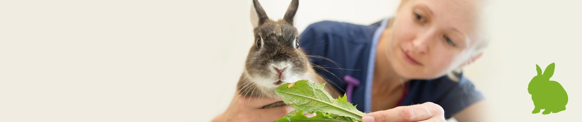 VIP Bunny - Canterbury Veterinary Surgery