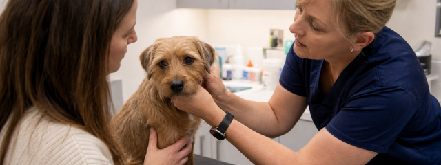 When Does Your Pet Need Surgery?