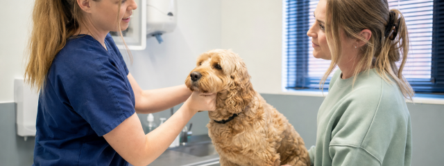 Where to Find Canterbury Vets