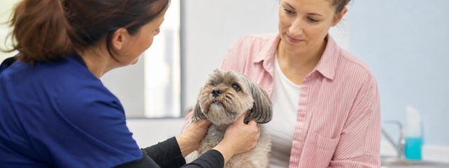 How 0% Finance Helps Pet Owners in Herne Bay