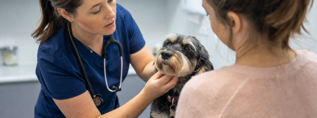 What to Do If Your Pet Gets Sick in Canterbury
