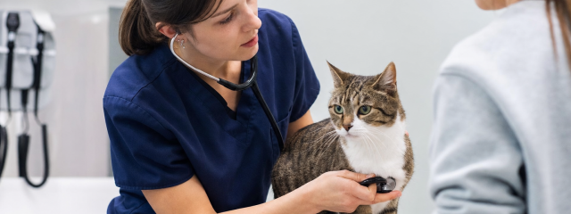 Keeping Cats Safe in Canterbury Homes