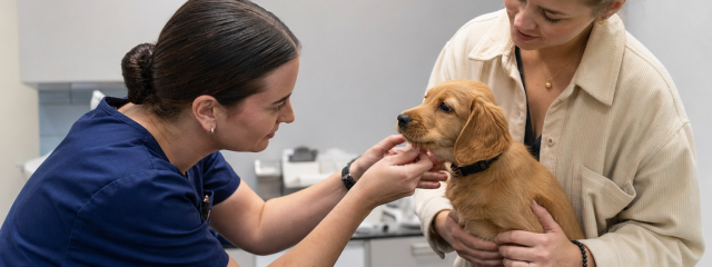 Puppy Care Guide for New Owners in Canterbury