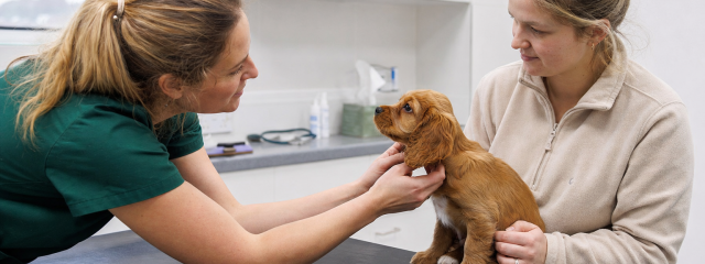 How to Prepare Your Pet for Their First Vet Visit