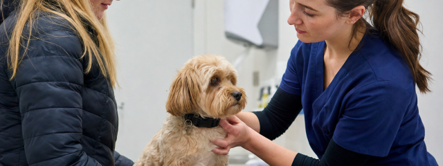 Free Pet Insurance Explained for Canterbury Owners