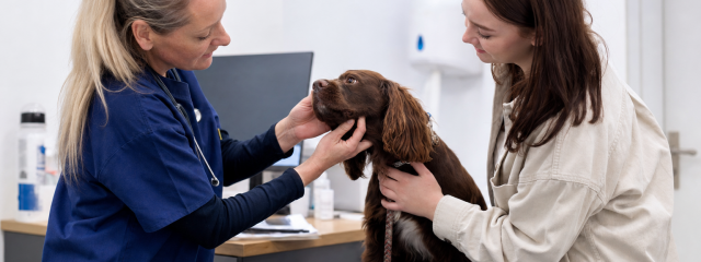 Seasonal Pet Health Risks in Coastal Kent