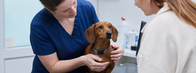 Exploring Current Vet Offers in Canterbury