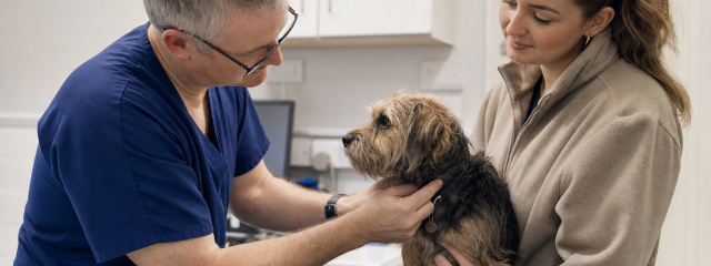 Choosing the Right Vet in Canterbury: What to Look For