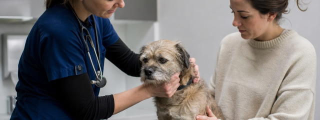 New Pet Owner Checklist for Canterbury Residents
