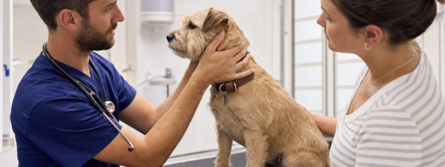 Why Choose a Local Vet in Canterbury