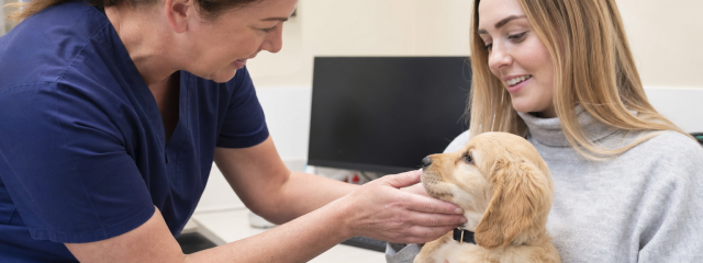 Pet Insurance Explained for Canterbury Owners