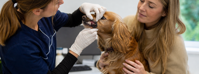Dental Care for Pets in Canterbury