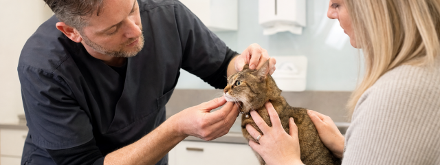 Cat VIP Plan Benefits in Canterbury