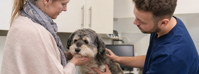 Senior Pet Care in Canterbury & Sturry