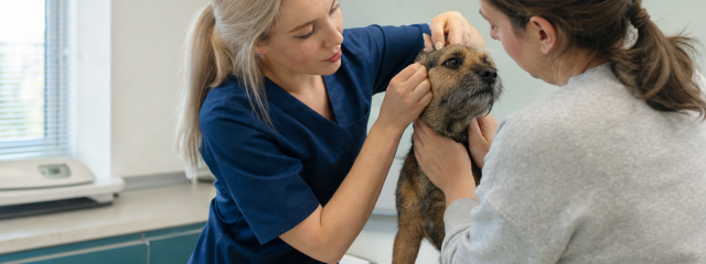 Why Early Diagnosis Matters for Pets in Canterbury