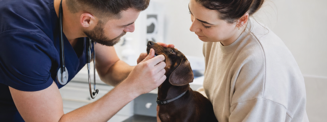 The Cost of Owning a Pet in Canterbury