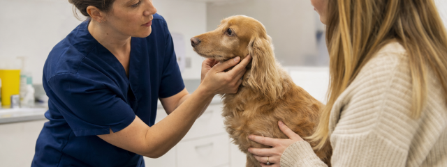 Pet Safety Tips for Busy Roads in Canterbury