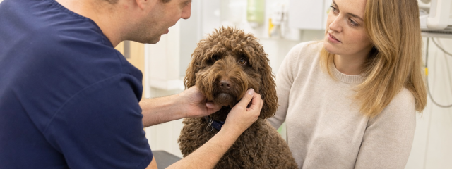 Dog Behaviour Tips for Canterbury Owners