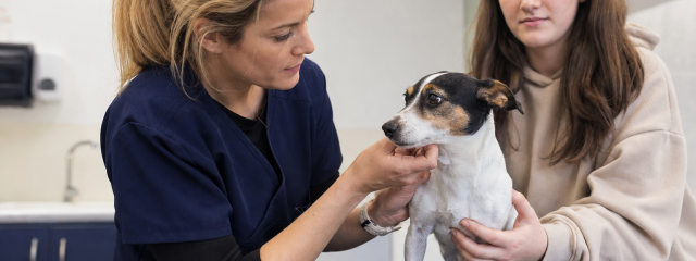 Common Pet Health Problems in Herne Bay