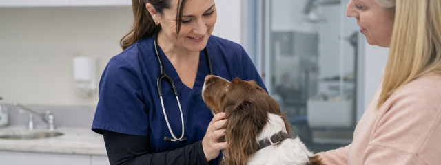 Pet Wellness Tips for Canterbury & Surrounding Areas