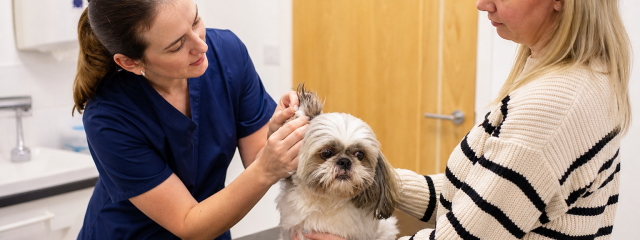 Flea Prevention Tips for Pets in Whitstable