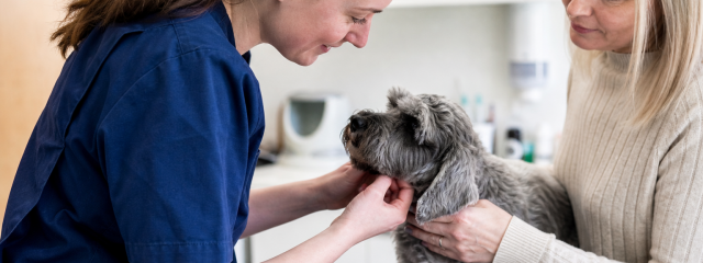 Why Local Pet Owners Trust Canterbury Vets