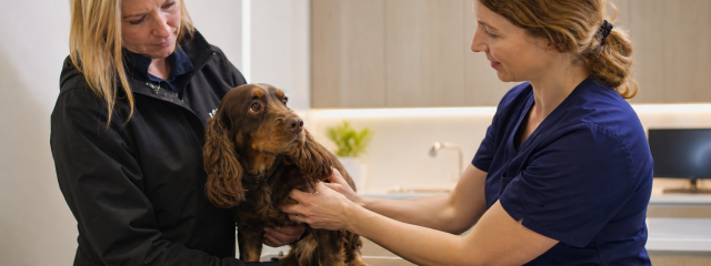 The Role of Preventative Care in Pet Longevity