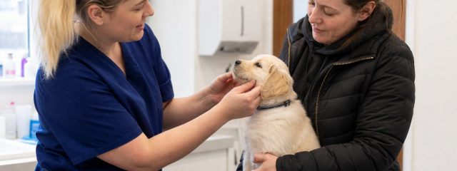 Puppy & Kitten Health Checks Explained