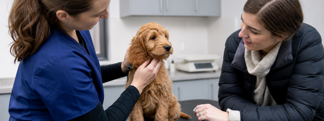 Socialising Your Puppy in Canterbury Parks