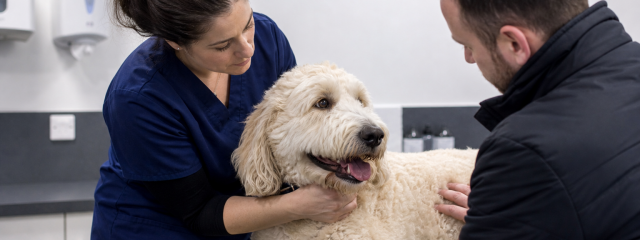 Best Places to Walk Your Dog in Herne Bay