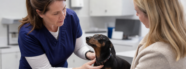 Why Registering with a Vet Early Matters in Canterbury