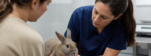 Rabbit Care Advice for Canterbury Owners
