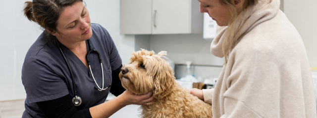 Why Preventative Healthcare Matters for Pets in Canterbury & Whitstable